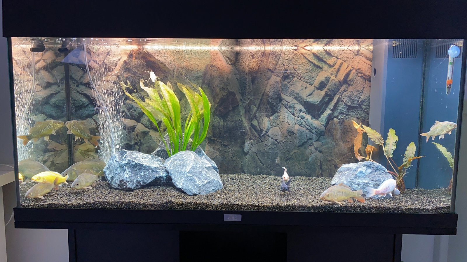 Juwel Rio 180 aquarium – Oase Biomaster 600 + accessoires, Dieren en Toebehoren, Vissen | Aquaria en Toebehoren, Ophalen, Leeg aquarium
