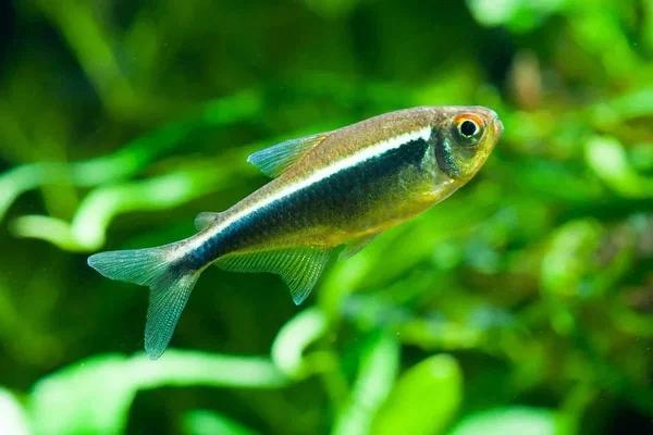 Hyphessobrycon Herbertaxelrodi - Zwarte Neon Tetra, Dieren en Toebehoren, Vissen | Aquariumvissen, Zoetwatervis, Vis, Schoolvis