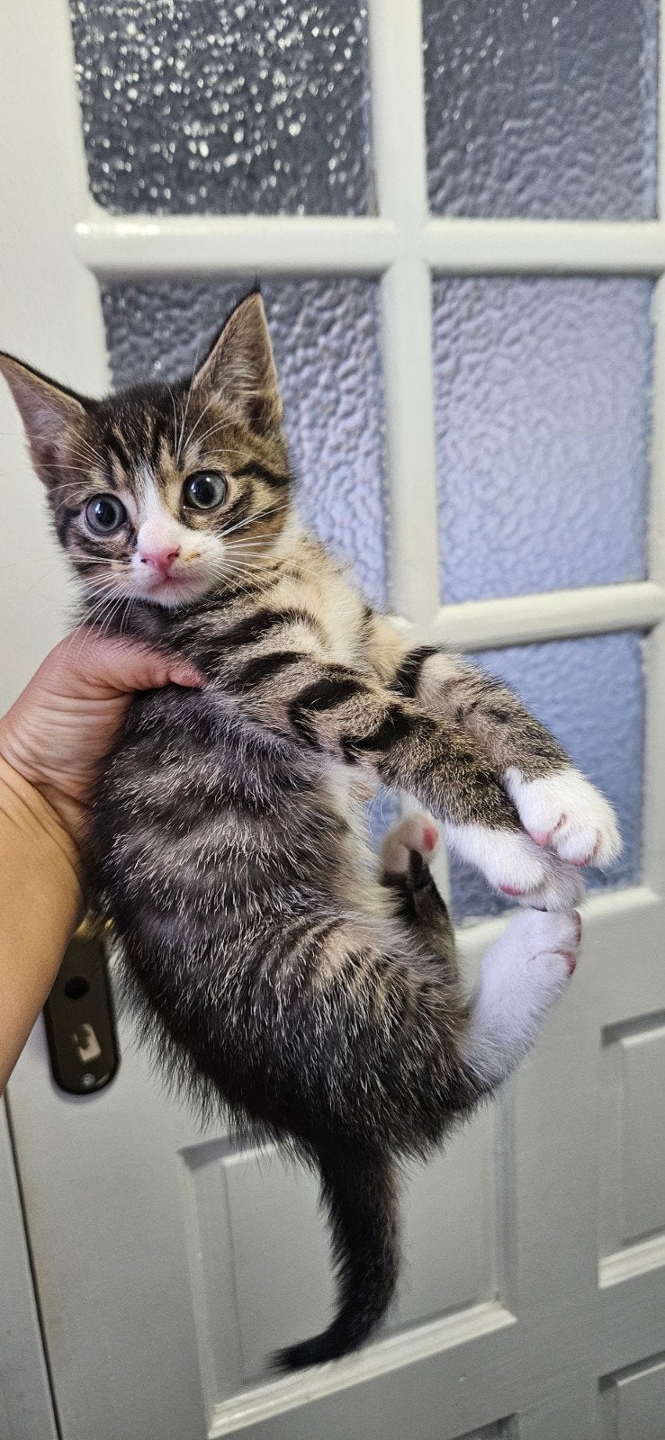 poes, Dieren en Toebehoren