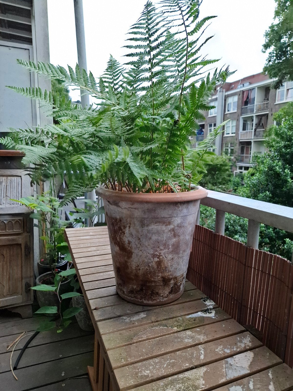 Varens in Terracotta Pot - Ideaal voor Balkon/Tuin, Tuin en Terras, Bloembakken en Plantenbakken, Overige materialen, Gebruikt