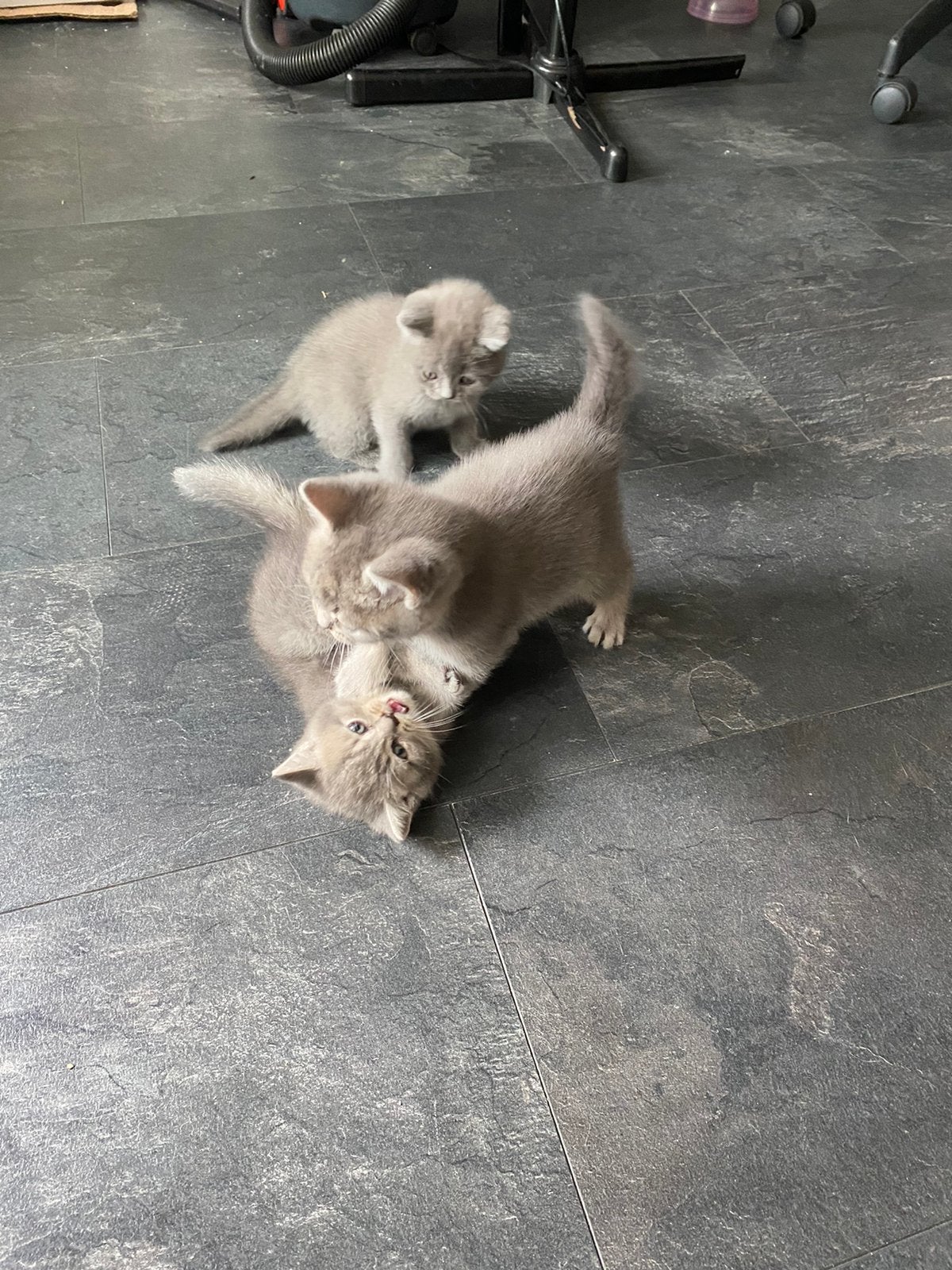 Raszuivere Britse kort en langhaar kittens, Meerdere dieren
