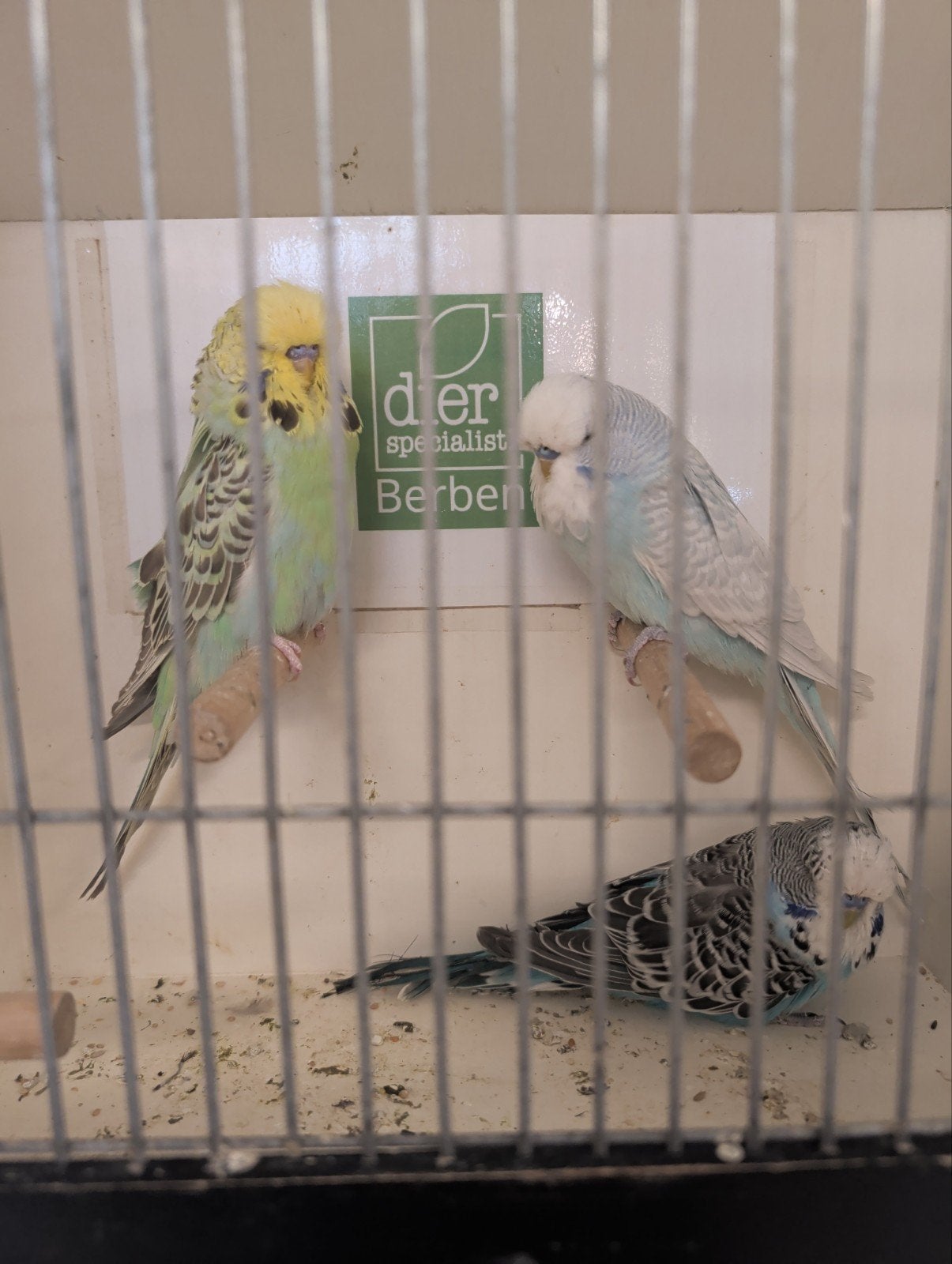 Jonge Engelse parkieten mannen, Dieren en Toebehoren, Vogels | Parkieten en Papegaaien, Mannelijk, Parkiet, Tam
