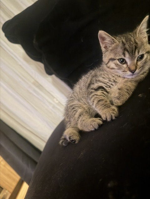 kittens, Meerdere dieren, Ontwormd, 0 tot 2 jaar