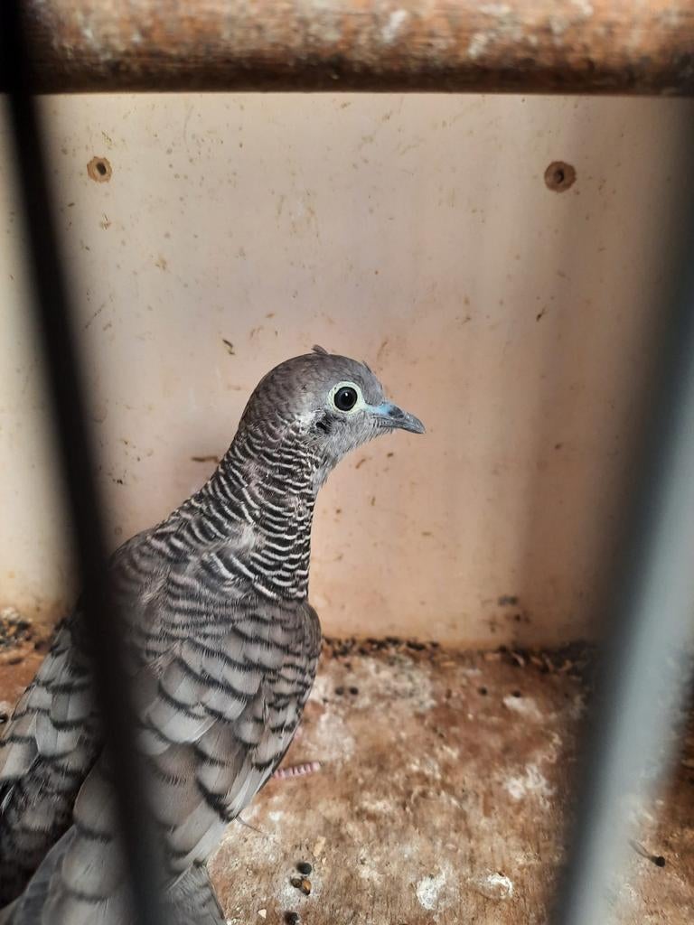 Te koop een zebra duif een mannetje, Dieren en Toebehoren, Mannelijk, Overige soorten