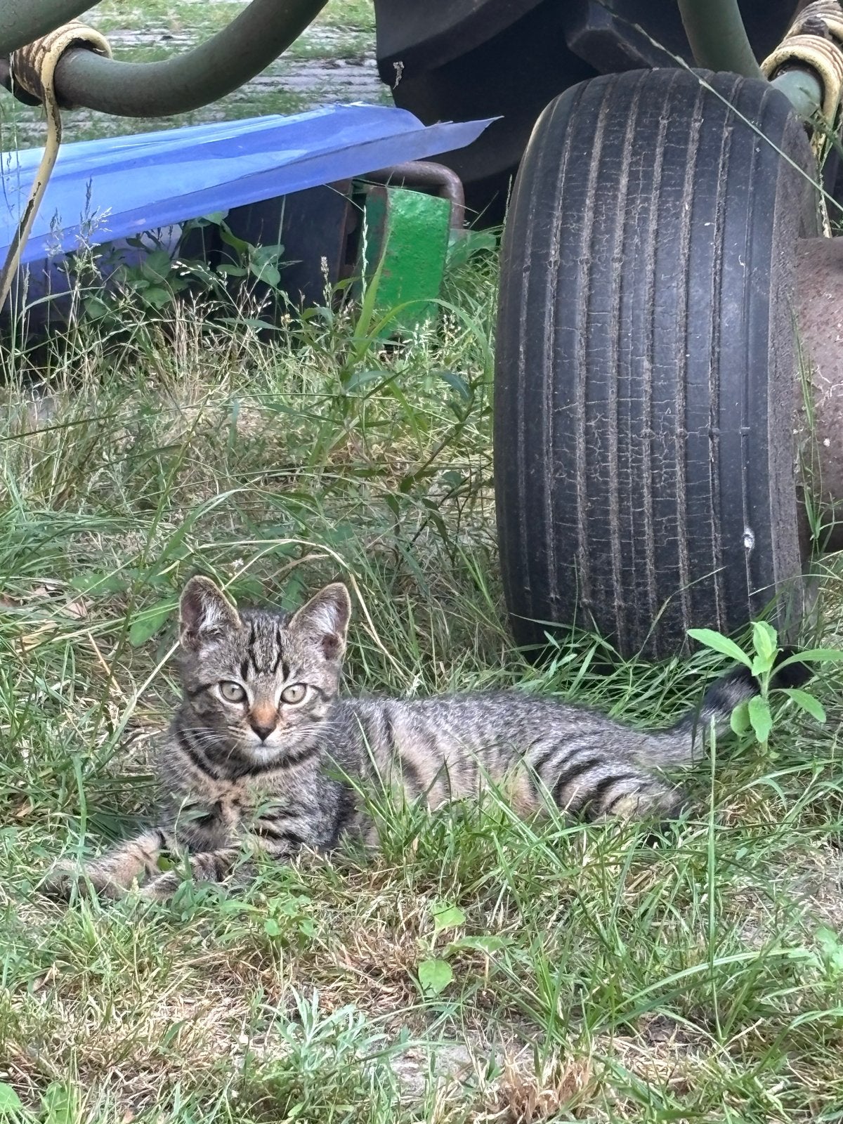 Leuke kittens te koop, Dieren en Toebehoren, Katten en Kittens | Overige Katten, Meerdere dieren, Kortharig, 0 tot 2 jaar
