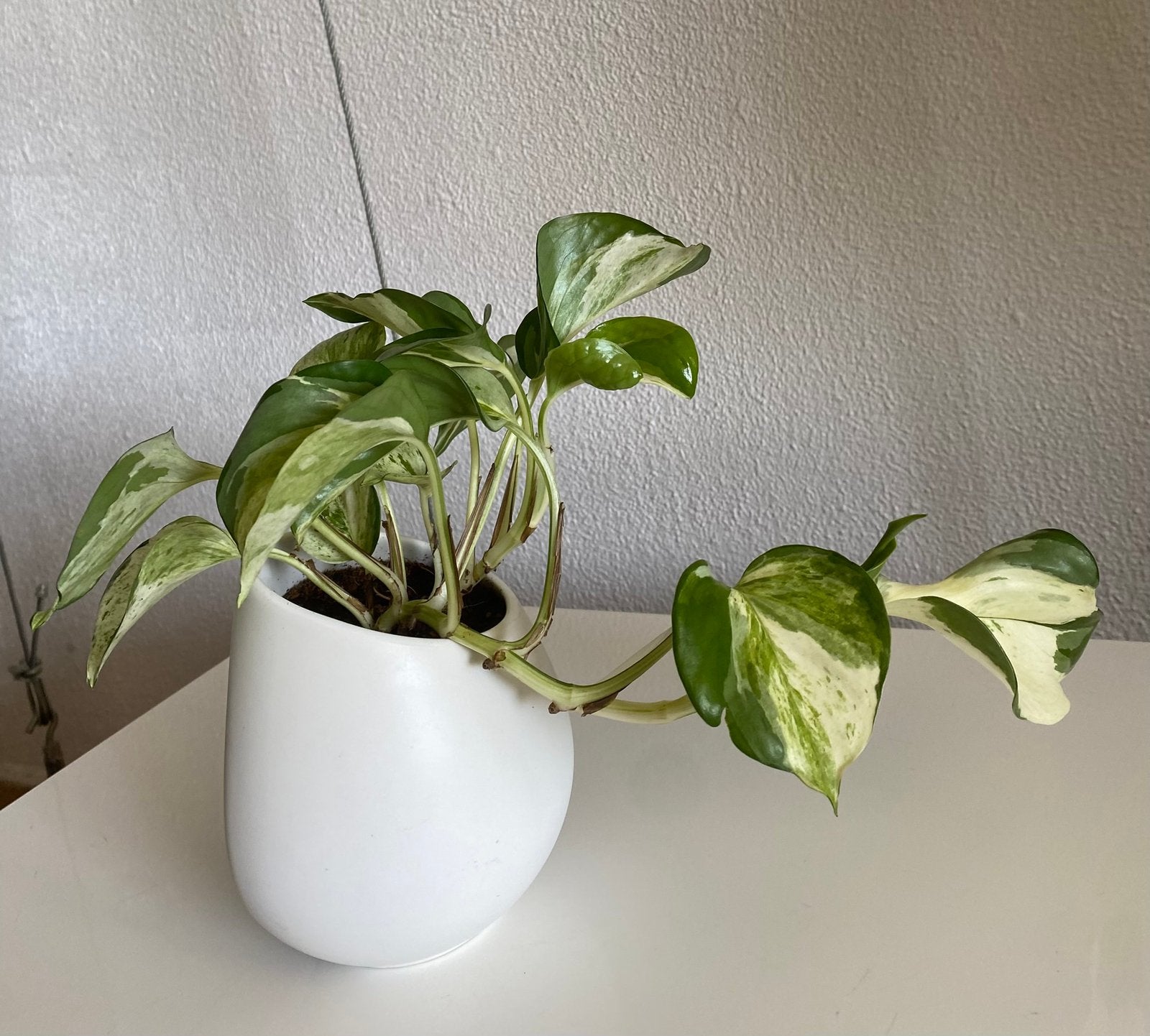 Epipremnum ‘ Happy Leaf’ variegata, hang/ klimplant., Ophalen of Verzenden, In pot, Minder dan 100 cm