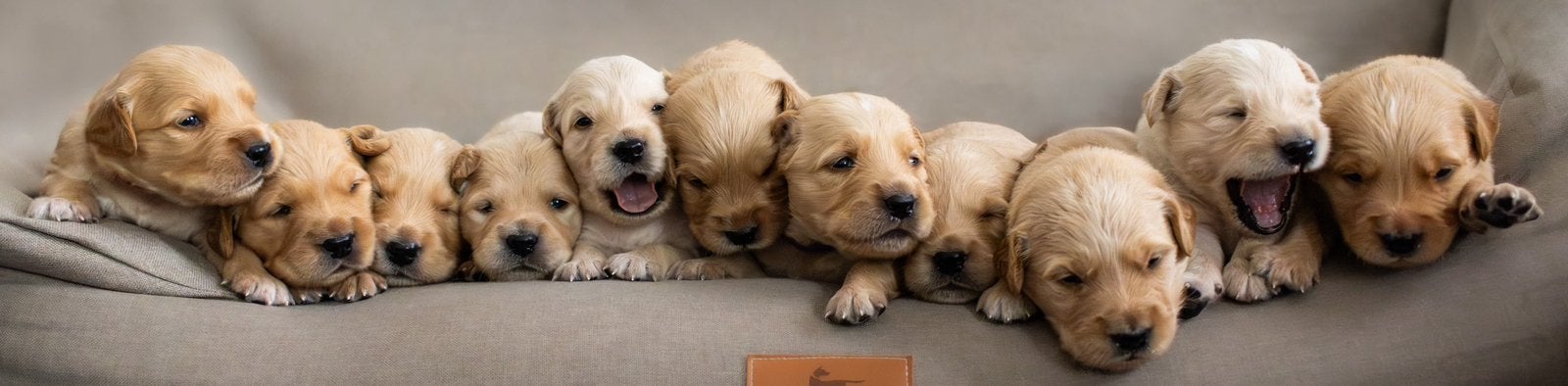 Golden Retriever Pups, Golden retriever, 8 tot 15 weken, Meerdere, Meerdere dieren