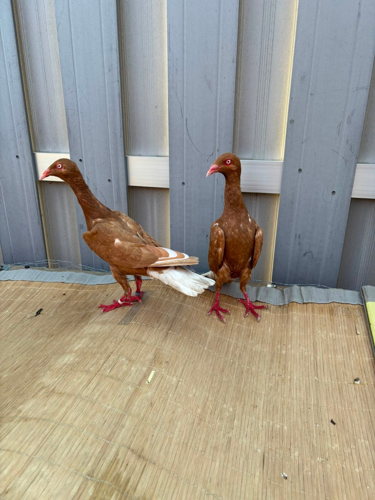 Koppel gele kleur, Dieren en Toebehoren, Meerdere dieren