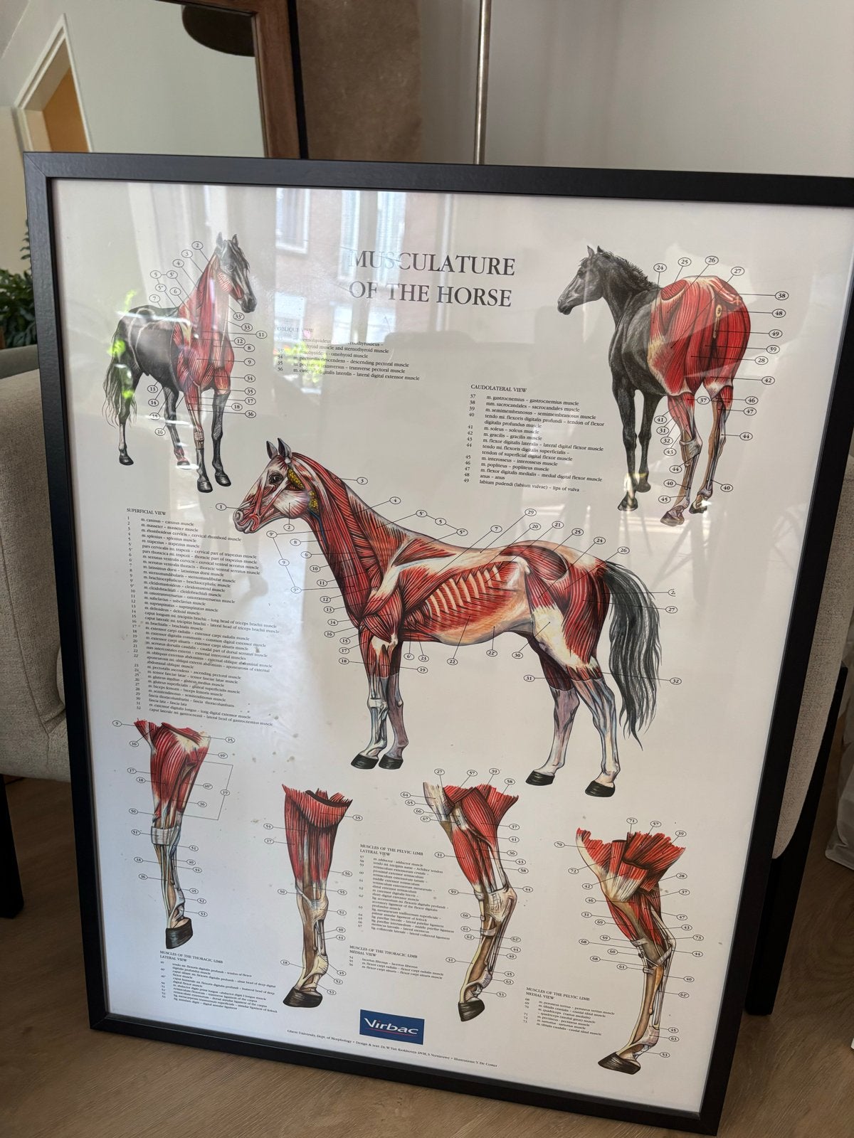 Anatomie paard posters (2 stuks), Ophalen, Zo goed als nieuw, 50 tot 75 cm, 75 – 100