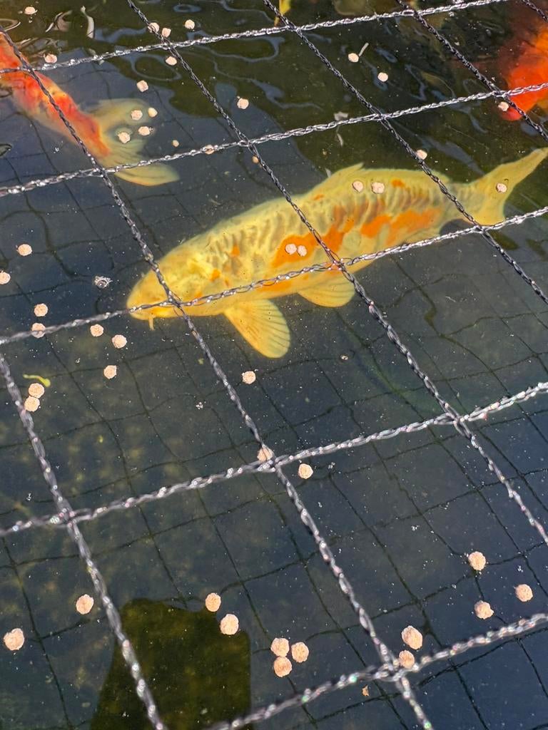 Koi karpers, Karper of Koi