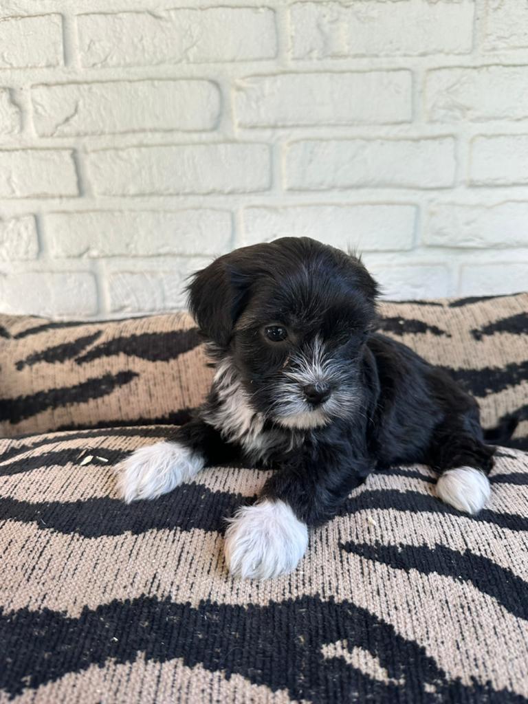 Boomer pups, Dieren en Toebehoren, Honden | Chihuahua's en Gezelschapshonden, Parvo, Nederland, Overige rassen, 8 tot 15 weken