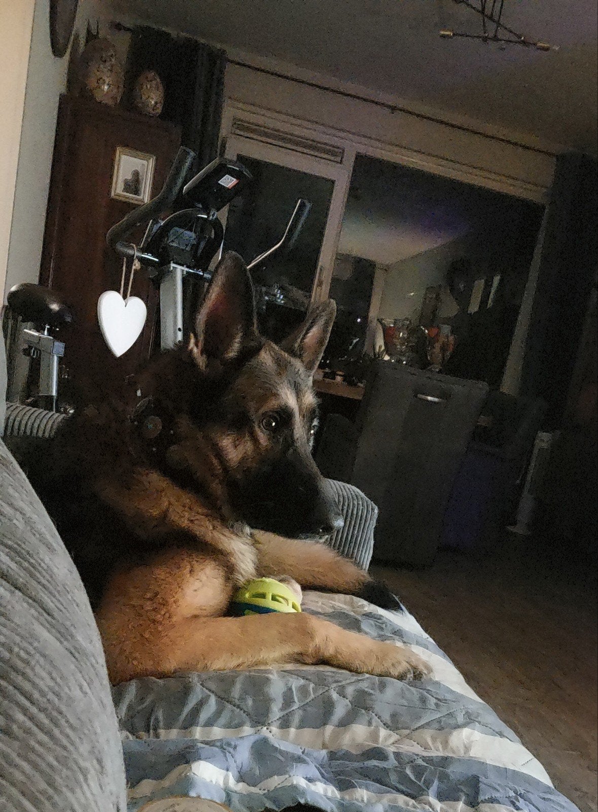 duitse herder, 6 jaar of ouder, Reu, Parvo, Eén hond