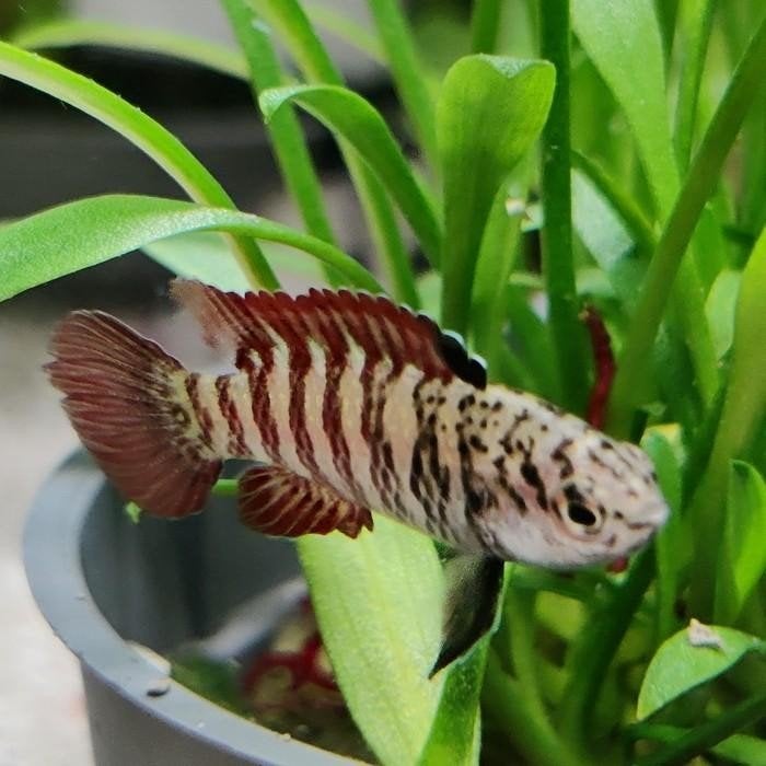 Dario tigris "black tiger, Dieren en Toebehoren, Vissen | Aquariumvissen, Vis