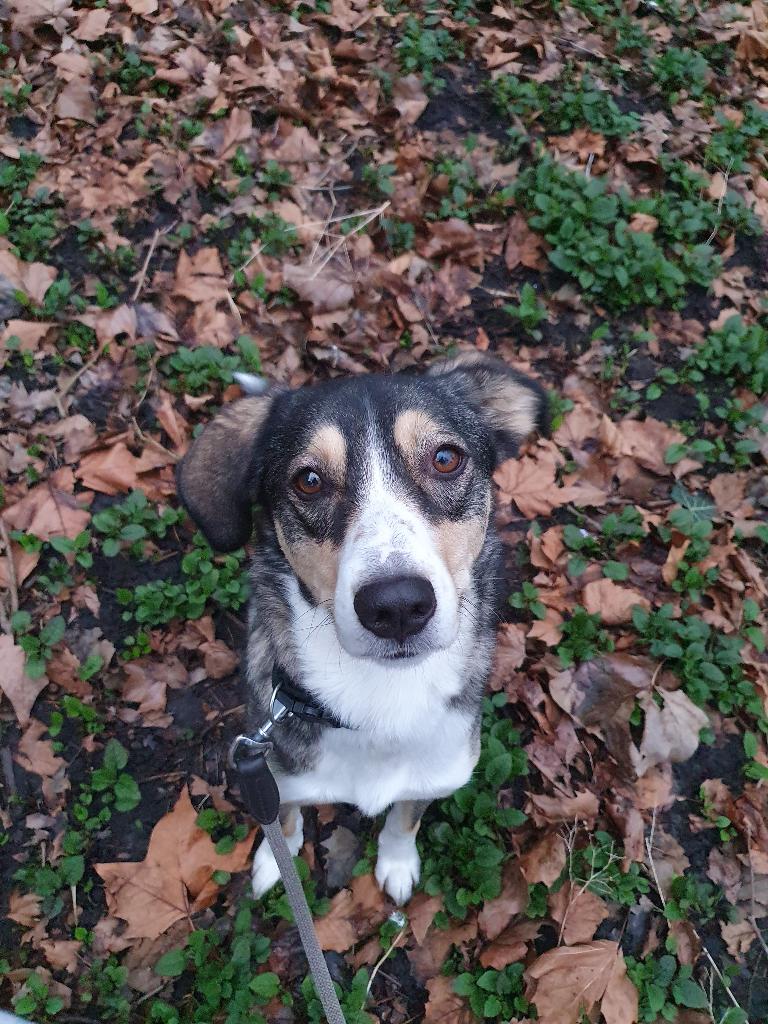 Lieve hond zoekt thuis - Floki - 6 jaar, 6 jaar of ouder, Reu, Parvo, Eén hond
