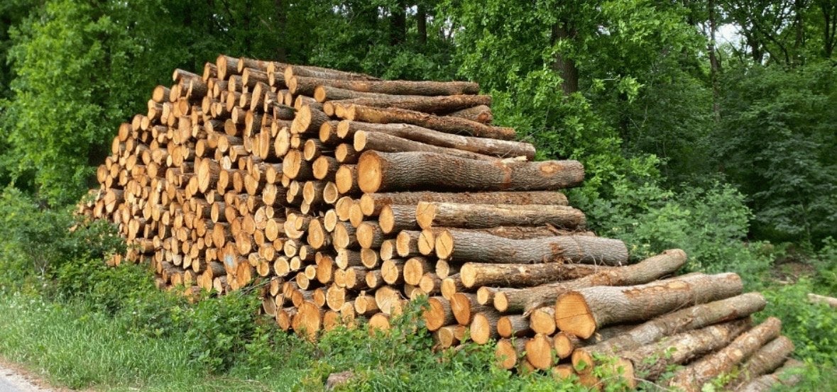 Gezocht boom stammetjes, Tuin en Terras, Haardhout, Ophalen of Verzenden, Berkenhout, Stammen