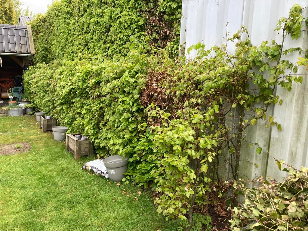 Gratis; Beuken heg 10 meter, 140 cm hoog, Tuin en Terras, Planten | Struiken en Hagen, Ophalen, Beukenhaag, 100 tot 250 cm