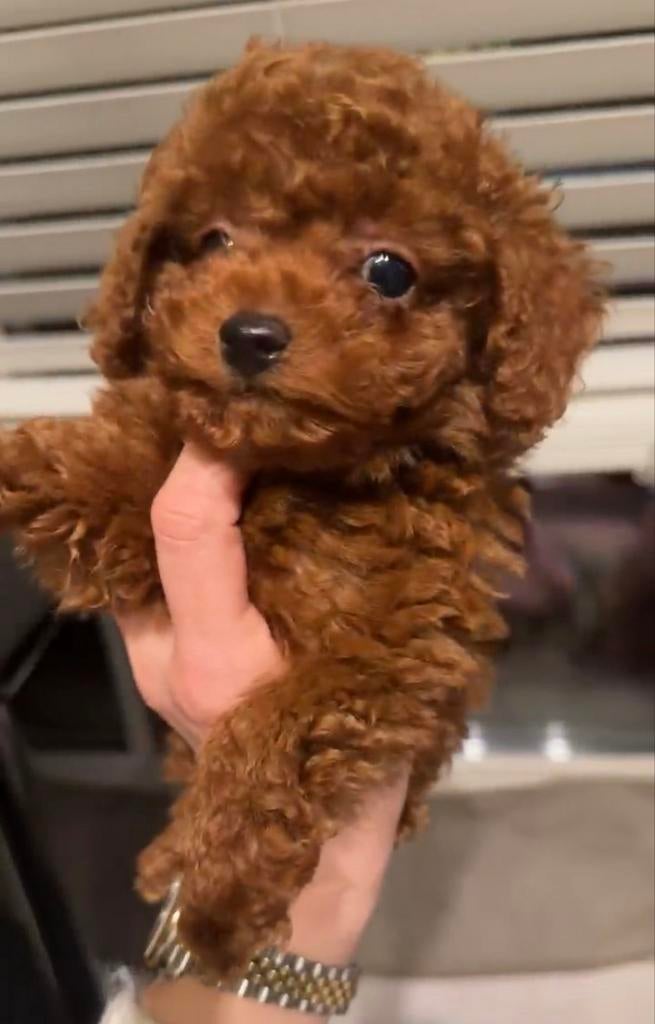Teacup toypoedel (chinese/koreaanse ouders), Poedel, Parvo, 15 weken tot 1 jaar, Meerdere