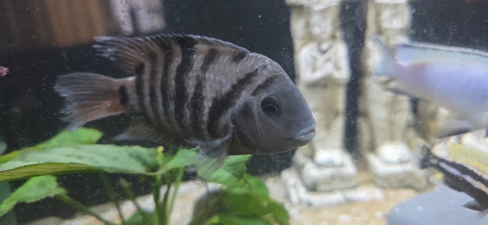 TE KOOP: Zebra Cichlide (Zwart/Grijs), Eén persoon, Overige typen