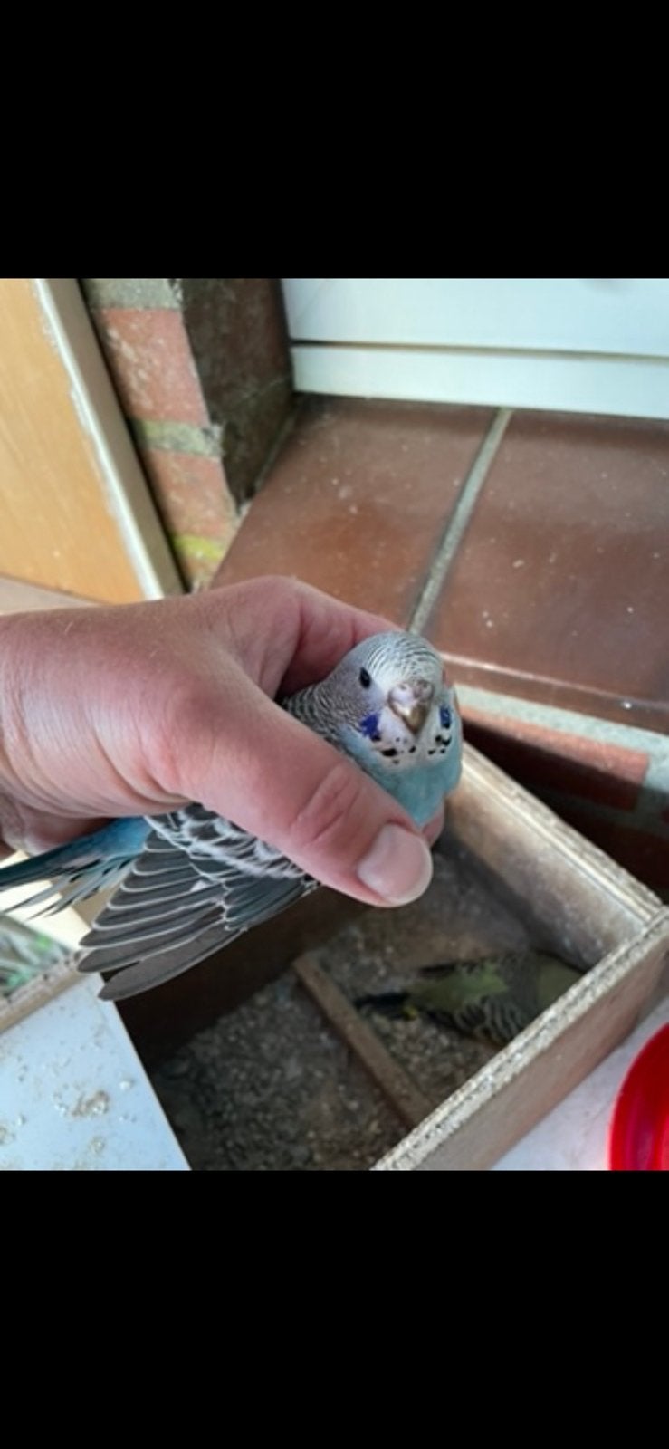 Jonge grasparkietjes, Dieren en Toebehoren, Mannelijk, Parkiet