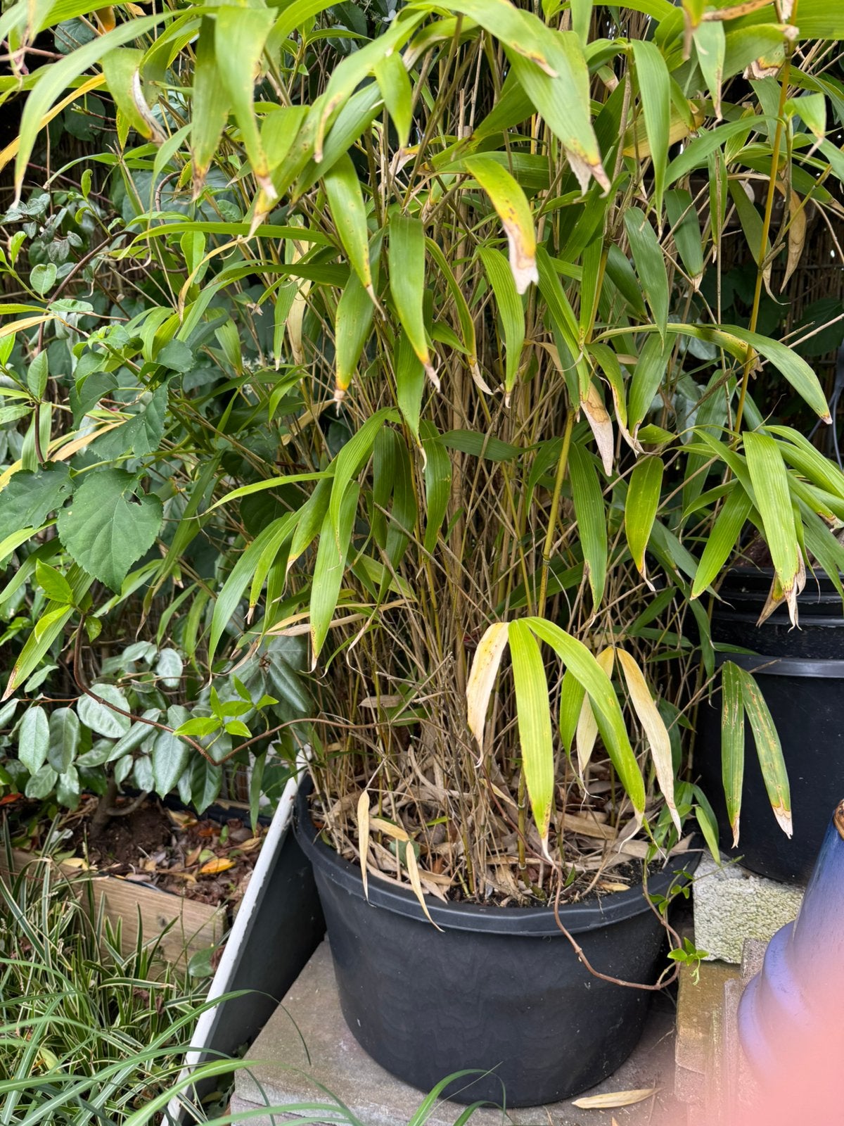 Bamboe plant in cement bak, Tuin en Terras, Ophalen, Bloeit niet, Overige soorten, Halfschaduw