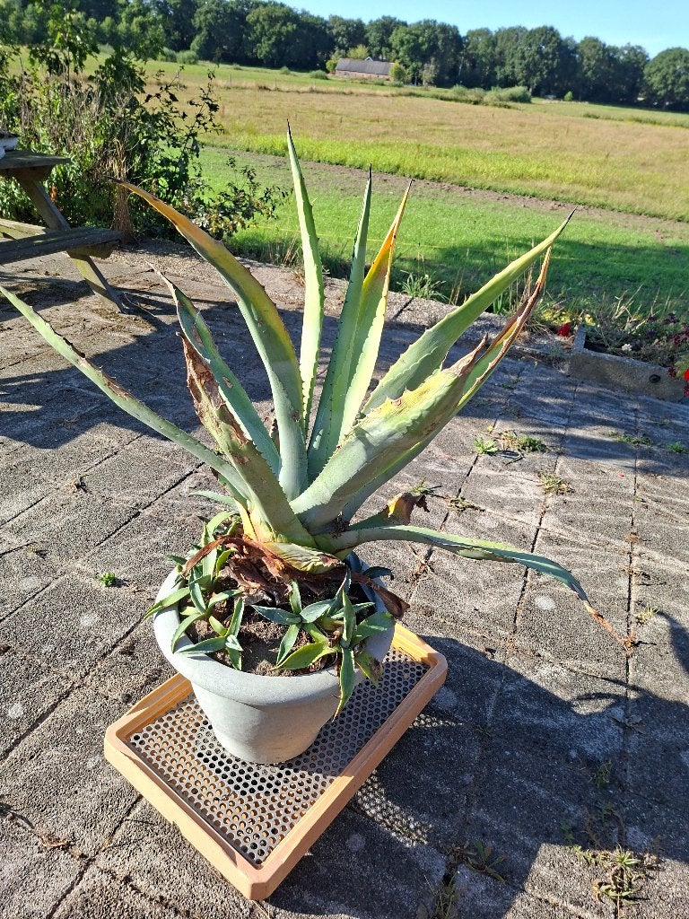 Agave, Tuin en Terras, Volle zon, Vaste plant, Bloeit niet, Ophalen