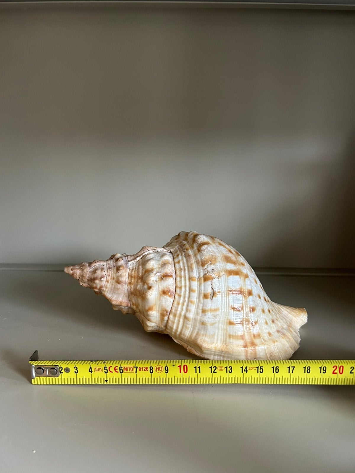 Grote Tritonshoorn – Charonia lampas – 19 cm – Zeeschelp, Ophalen of Verzenden, Schelp(en)