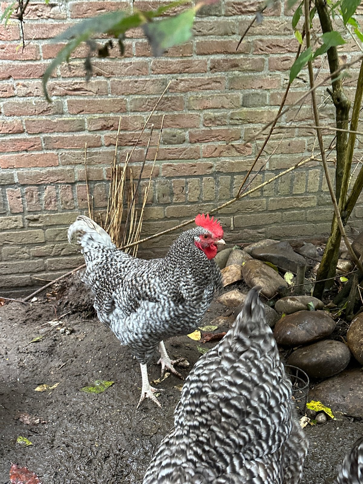 Haan - Noord Hollandse Blauwe, Mannelijk, Kip