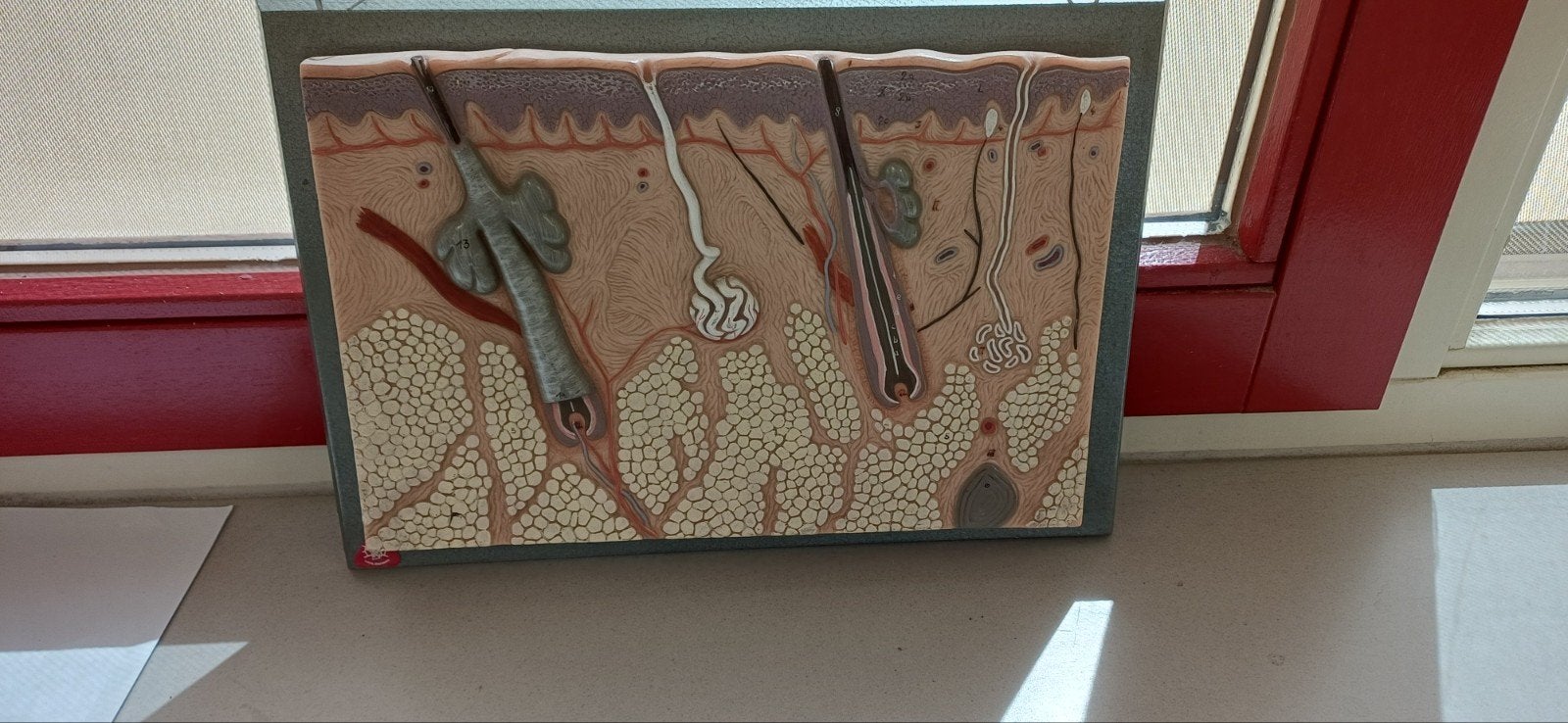 Anatomisch model van de huid - Educatief schoolmateriaal, Hobby en Vrije tijd, Overige Hobby en Vrije tijd, Gebruikt, Ophalen