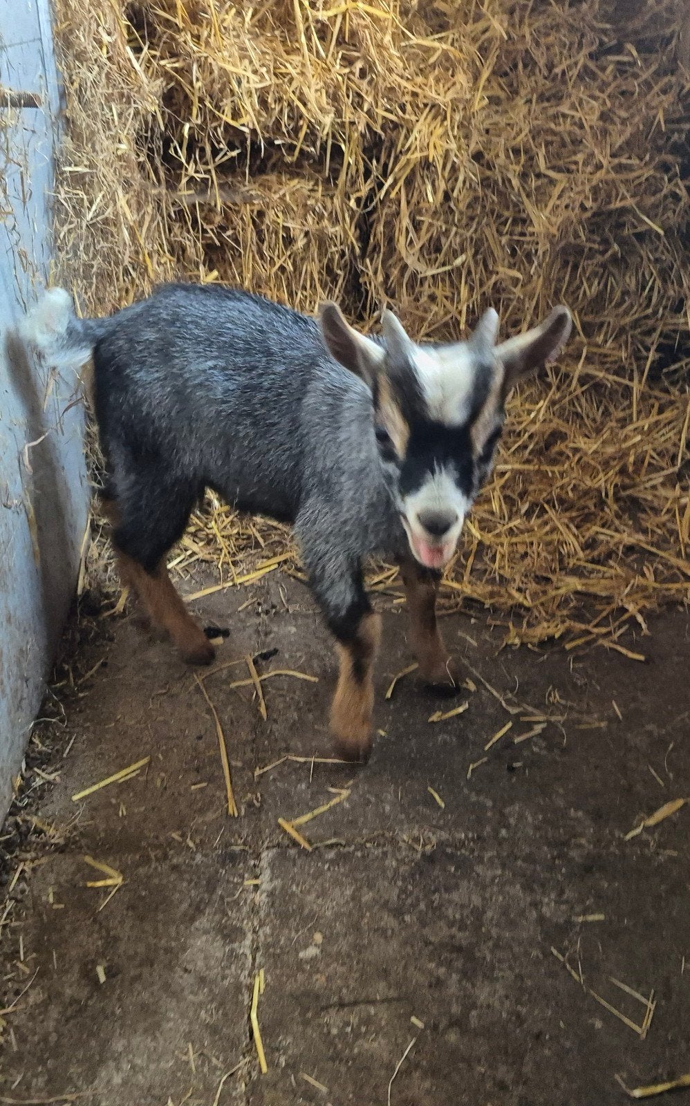Mooi blauwschimmel dekbokje, Dieren en Toebehoren, Mannelijk, Geit, 0 tot 2 jaar