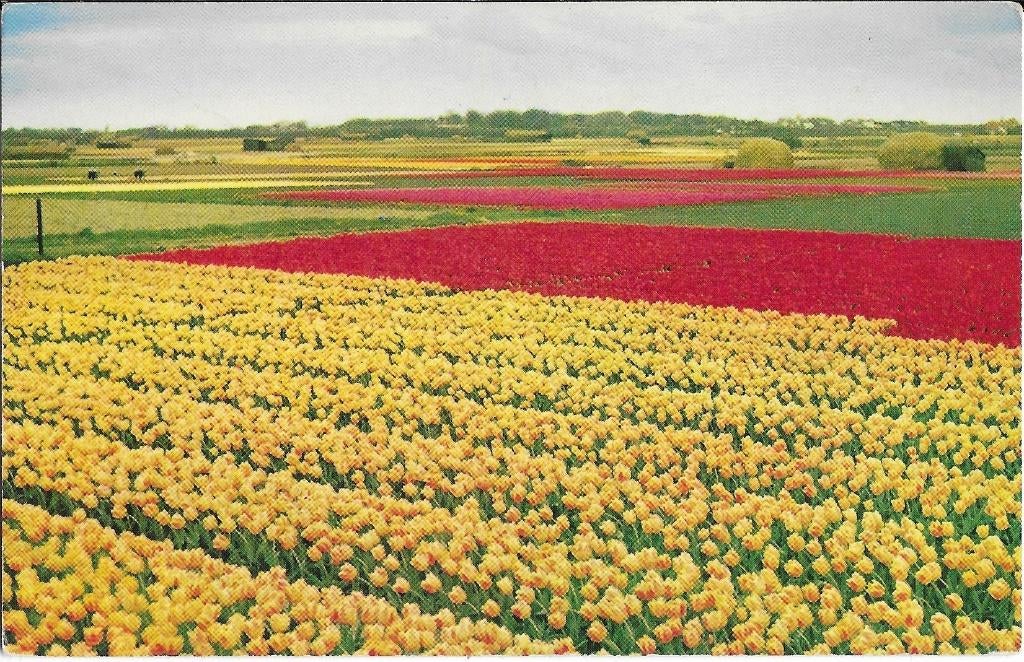Bollenvelden, tulpenvelden, Verzamelen, Ansichtkaarten | Nederland, Verzenden, 1940 tot 1960, Ongelopen, Zuid-Holland
