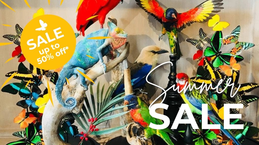 Summersale bij De museumwinkel. Tot 50% korting!, Ophalen of Verzenden