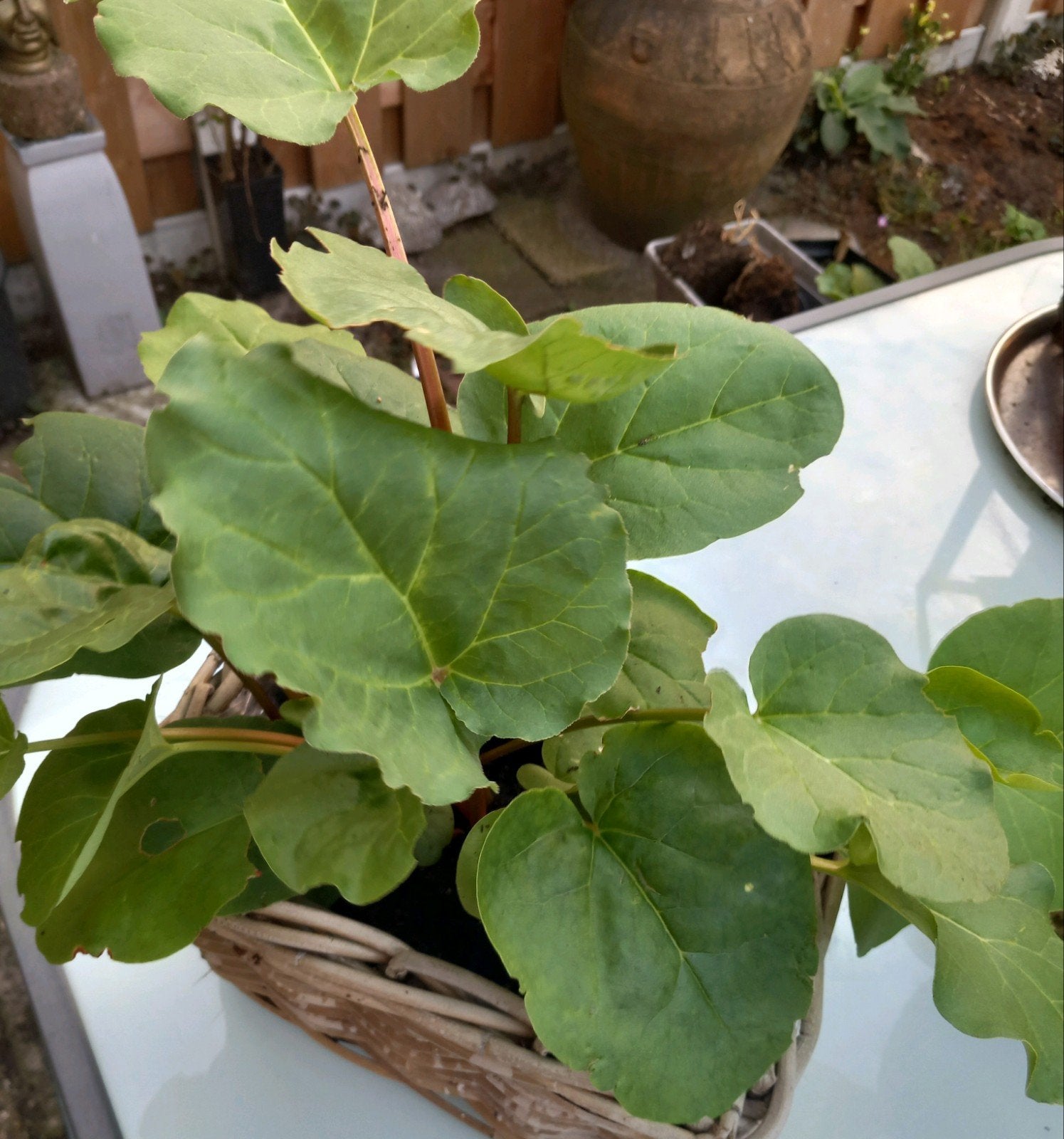Rabarber Rood .. Biologisch...🔴.1 Bak ..nu, Tuin en Terras, Planten | Tuinplanten, Ophalen, Groenteplanten, Volle zon