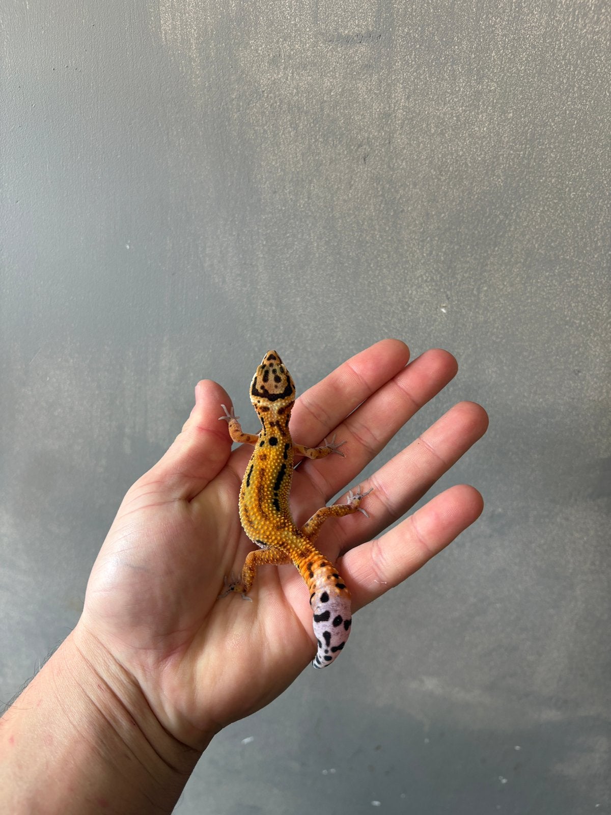 0.1 firebold cross het tremper luipaardgekko, Dieren en Toebehoren, Hagedis, 0 tot 2 jaar