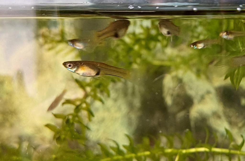 3 Vrouwtjes endler gup samen voor €1, Vis