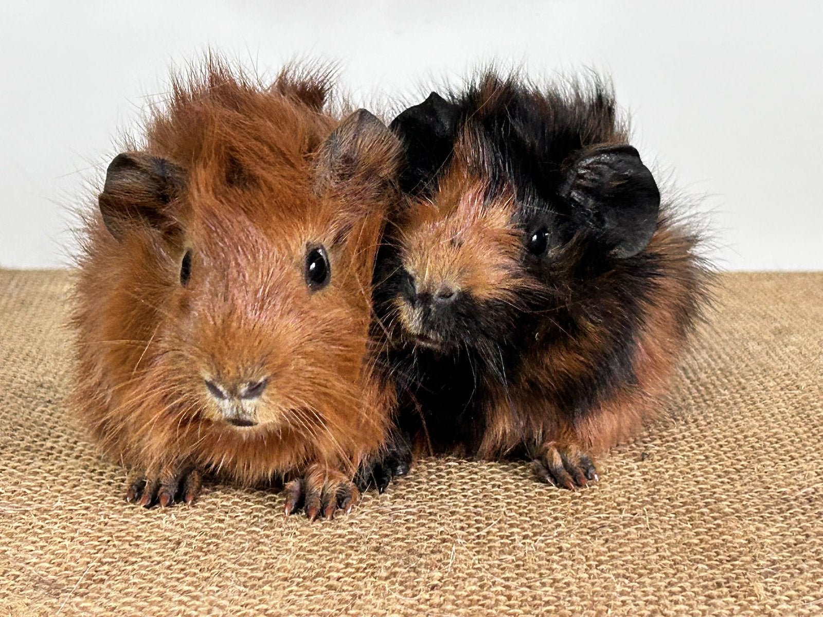 Borstel beertjes, Dieren en Toebehoren, Cavia, Augustus, Mannelijk, Tam