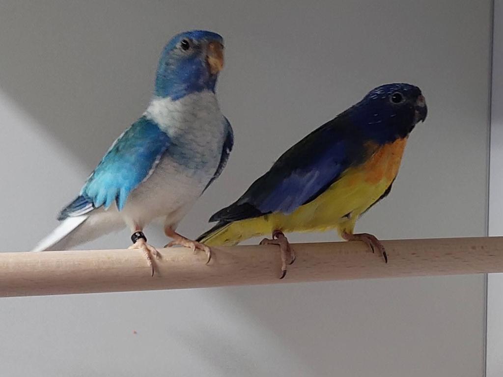 Koppel splendids, Meerdere dieren, Parkiet