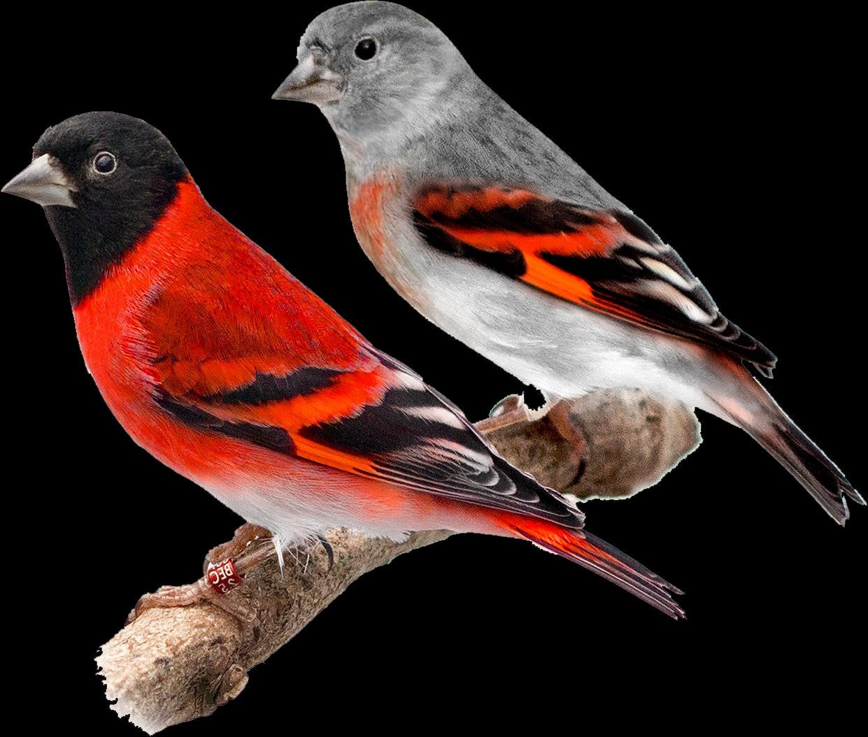 koppel kapoetsensijs, Meerdere dieren