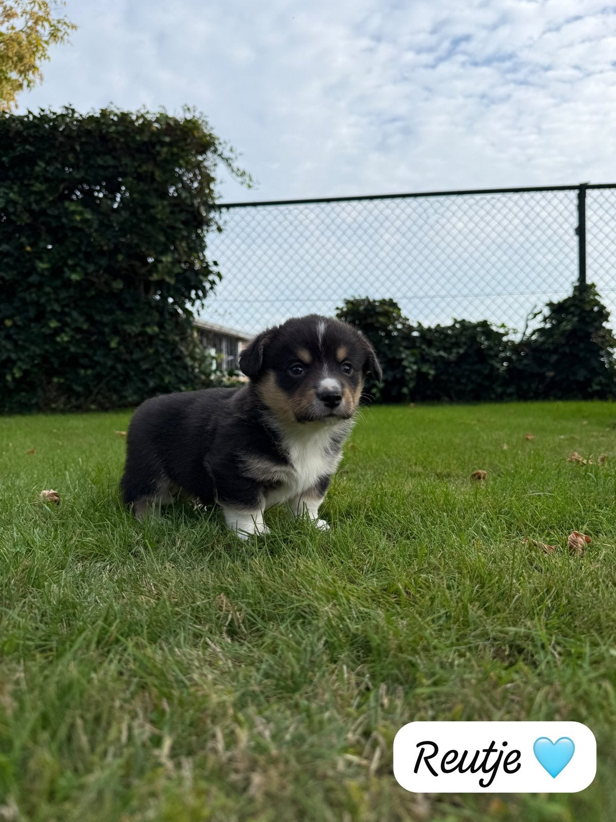 Lieve welsh corgi pups, Dieren en Toebehoren, 8 tot 15 weken, Meerdere, Meerdere dieren, Middel
