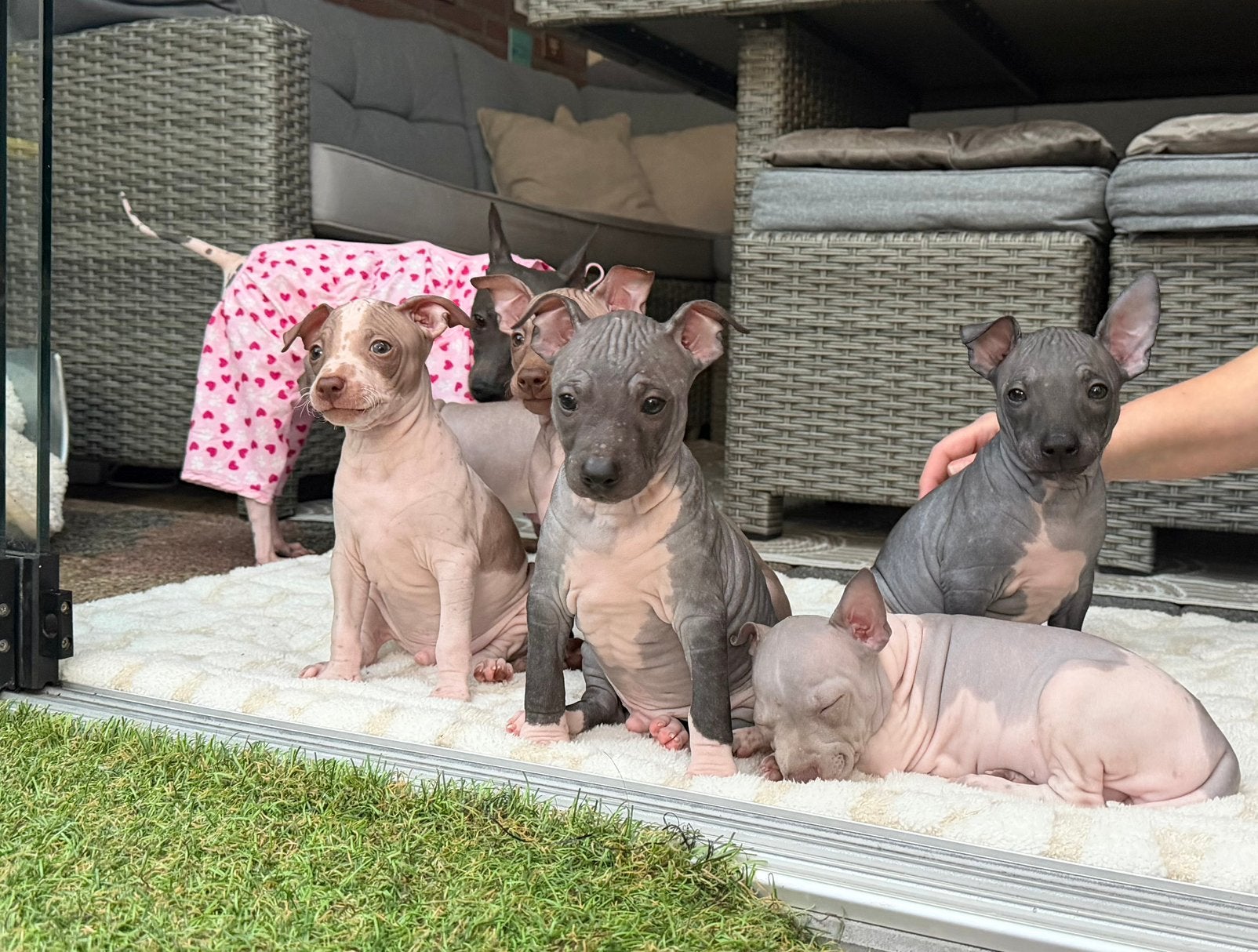 American Hairless Terrier/amerikaanse naakthond/nog 1 reutje, Dieren en Toebehoren, Parvo, Nederland, Overige rassen, 8 tot 15 weken