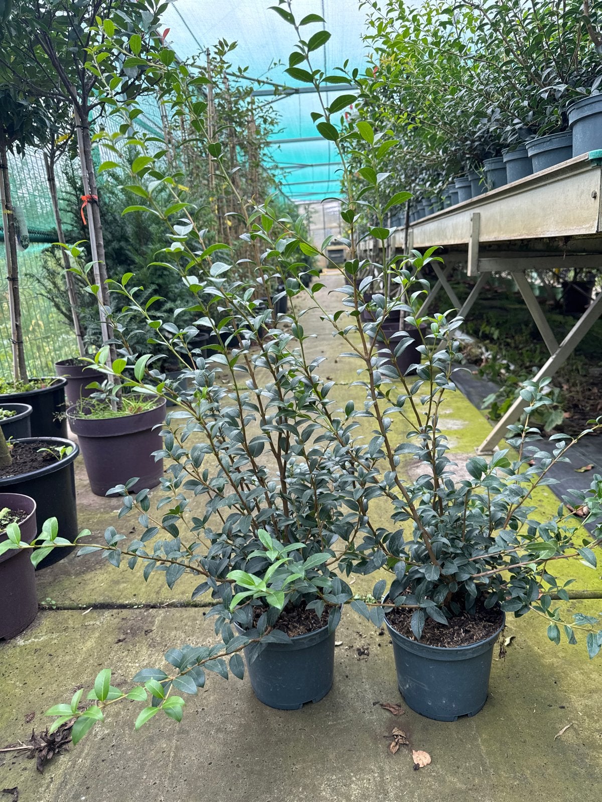 Osmanthus burkwoodii 20/30 tot 80/100 cm, Vaste plant, Halfschaduw, Lente, Ophalen