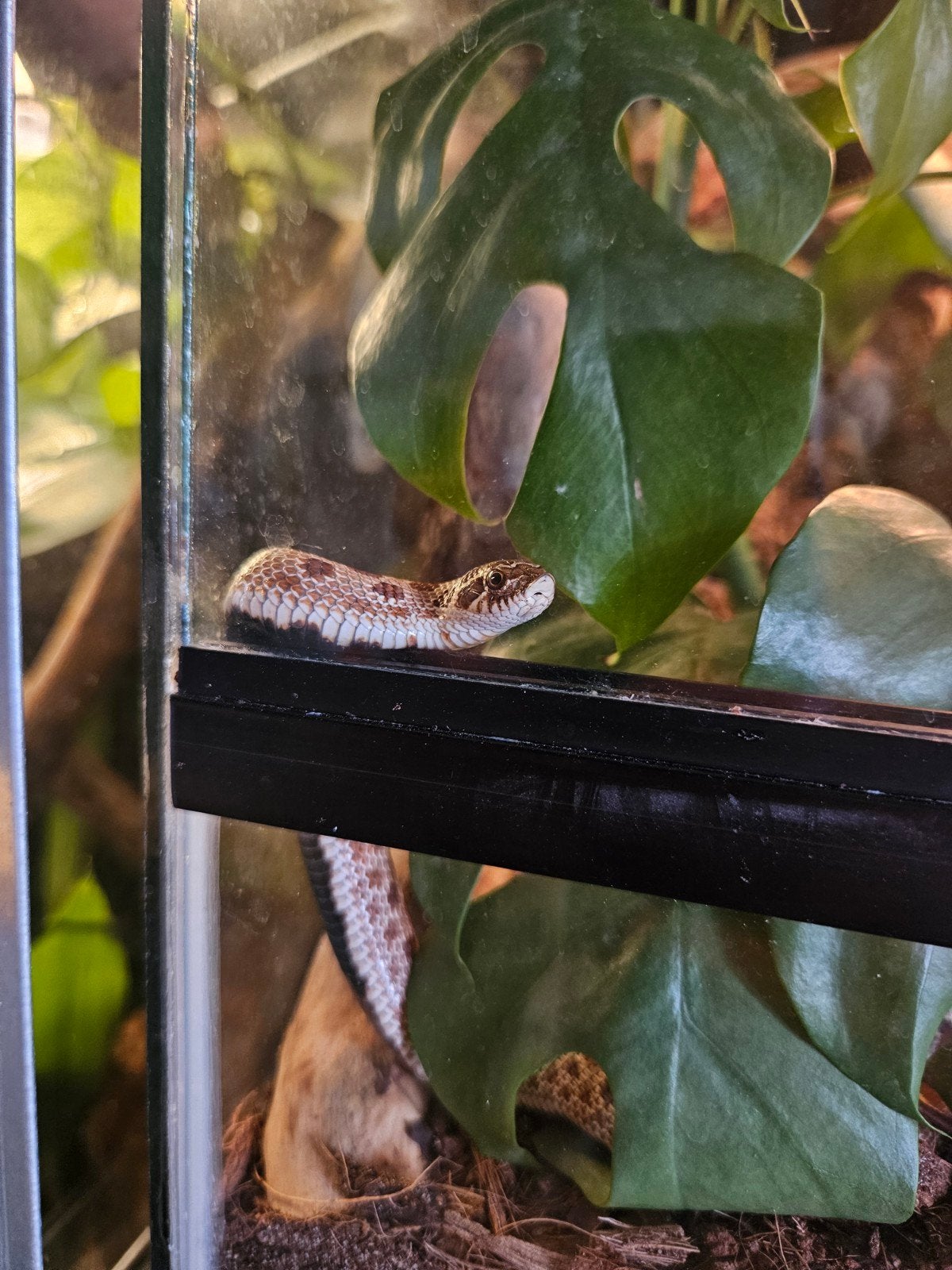 Heterodon nasicus 1.0 Hognose Snake - male for sale from KM