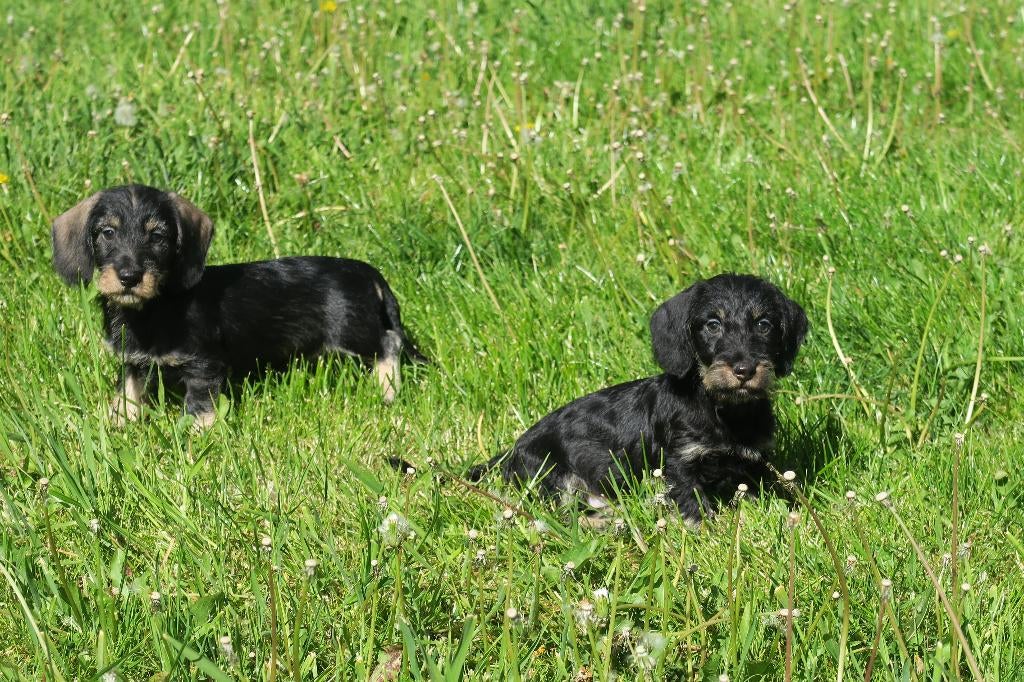 Leuke Ruwhaar teckel pups reutjes, Dieren en Toebehoren, Honden | Teckels en Dashonden, Meerdere dieren, Ruwhaar, Dwerg, Fokker | Professioneel