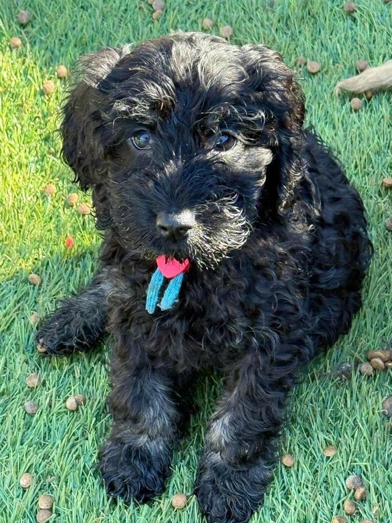Huiskamernest cockapoo puppy’s  laatste teefje !!!!!, Dieren en Toebehoren, Overige rassen, 8 tot 15 weken, Parvo, Meerdere