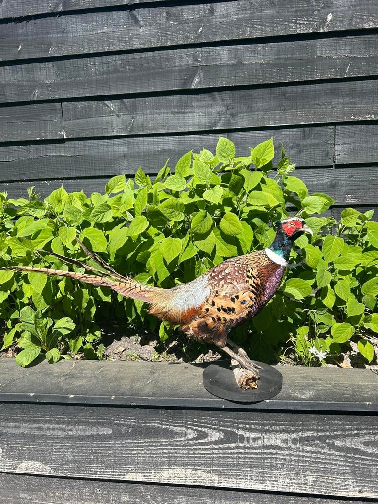Mooie fazant, Ophalen, Zo goed als nieuw, Vogel, Opgezet dier