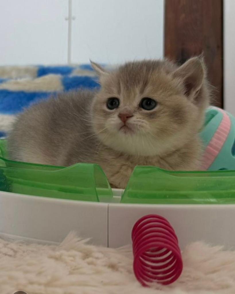 Britse korthaar kittens, Dieren en Toebehoren, Katten en Kittens | Raskatten | Korthaar, Poes, Ontwormd