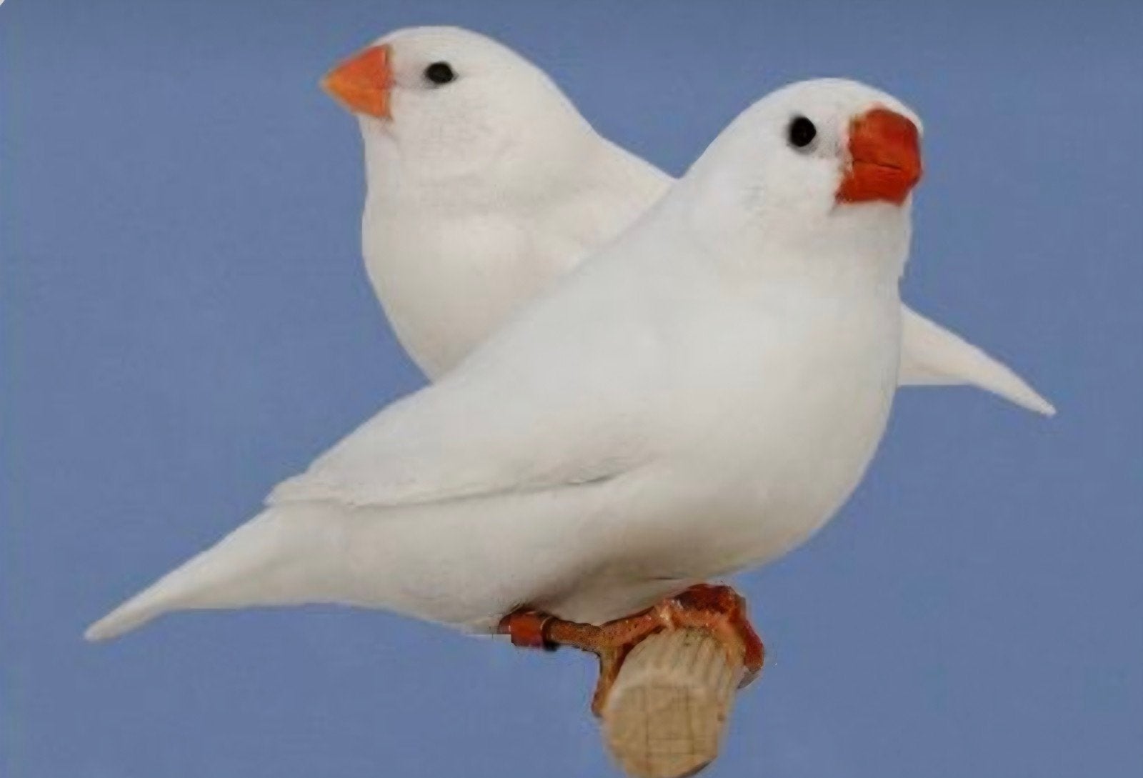 2 koppel witte zebravinken, Dieren en Toebehoren
