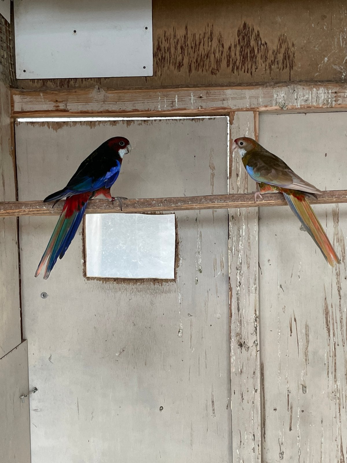 Koppel pracht Rosella s, Meerdere dieren, Parkiet, Geringd