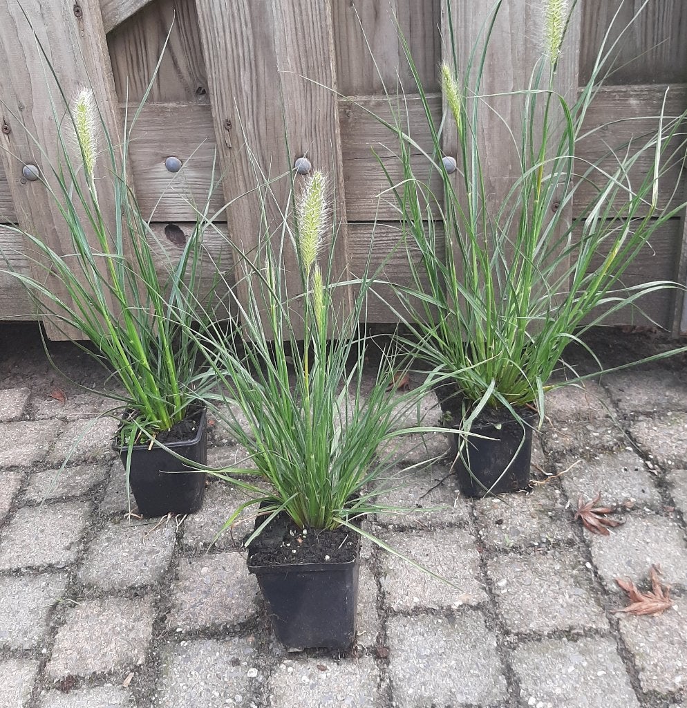 Pennisetum hameln en little bunny Lampenpoetsersgras p9, Tuin en Terras, Ophalen, Vaste plant, Siergrassen, Volle zon