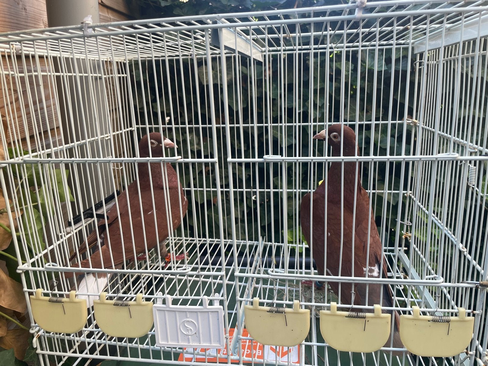 Duiven, Dieren en Toebehoren, Vogels | Duiven, Meerdere dieren, Overige soorten
