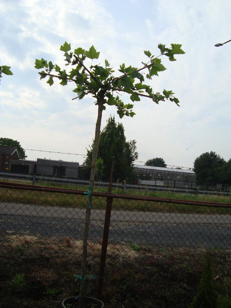 Dakplatanen in pot, Tuin en Terras, Bloeit niet, 100 tot 250 cm, Dakboom, Ophalen
